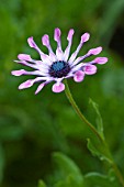 OSTEOSPURMUM PINK WHIRLS