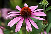 ECHINACEA PURPUREA MAGNUS