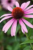 ECHINACEA PURPUREA MAGNUS