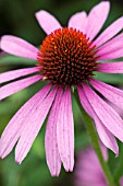 ECHINACEA PURPUREA MAGNUS