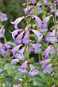 PENSTEMON ALICE HINDLEY