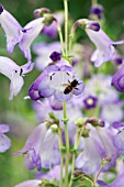 PENSTEMON ALICE HINDLEY WITH HONEYBEE