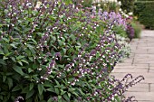 SALVIA WAVERLY AT RHS GARDEN WISLEY