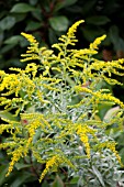 SOLIDAGO GOLDEN WINGS