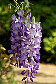 WISTERIA SINENSIS PROLIFIC