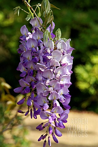 WISTERIA_SINENSIS_PROLIFIC