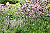 VERBENA BONARIENSIS