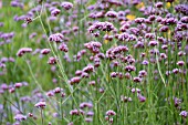 VERBENA BONARIENSIS