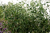 LATHYRUS ODORATUS SEED PODS AT RHS GARDEN WISLEY