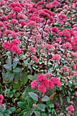 SEDUM TELEPHIUM RED CAULI