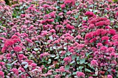 SEDUM TELEPHIUM RED CAULI