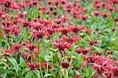 MONARDA SQUAW