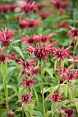 MONARDA SQUAW