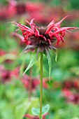 MONARDA SQUAW