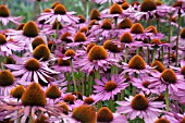 ECHINACEA PURPUREA RUBINSTERN