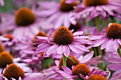 ECHINACEA PURPUREA RUBINSTERN