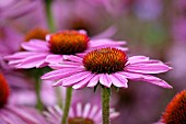 ECHINACEA PURPUREA RUBINSTERN