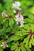 TIARELLA SPRING SYMPHONY