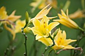 HEMEROCALLIS MARION VAUGHN