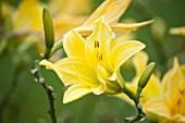 HEMEROCALLIS MARION VAUGHN