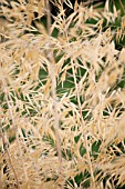 STIPA GIGANTEA