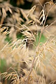 STIPA GIGANTEA