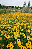 RUDBECKIA FULGIDA VAR DEAMII AT RHS GARDEN WISLEY