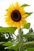 HELIANTHUS ANNUUS GIANT SINGLE