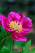 PAEONIA OFFICINALIS SUBSP. MICROCARPA