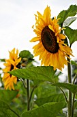 HELIANTHUS ANNUUS GIANT SINGLE