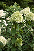 HYDRANGEA PANICULATA LIMELIGHT