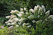 HYDRANGEA PANICULATA PINK DIAMOND