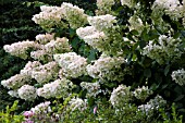 HYDRANGEA PANICULATA PINK DIAMOND