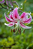 LILIUM SPECIOSUM VAR RUBRUM