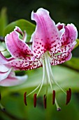 LILIUM SPECIOSUM VAR RUBRUM