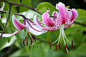 LILIUM SPECIOSUM VAR RUBRUM