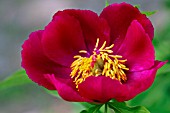 PAEONIA OFFICINALIS SUBSP. MICROCARPA