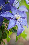 CLEMATIS RHAPSODY