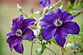 CLEMATIS HAPPY BIRTHDAY