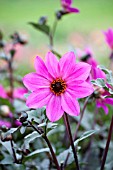 DAHLIA MAGENTA STAR