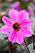 DAHLIA MAGENTA STAR