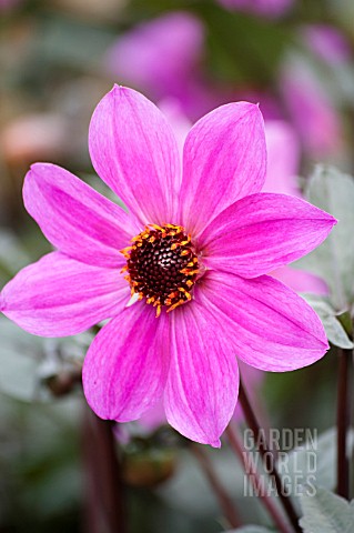 DAHLIA_MAGENTA_STAR