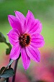 DAHLIA MAGENTA STAR