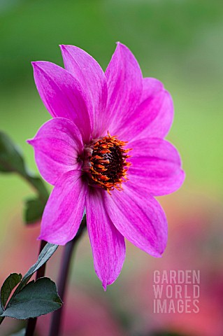 DAHLIA_MAGENTA_STAR