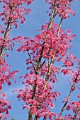 TOONA SINENSIS FLAMINGO