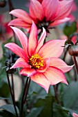 DAHLIA WALTZING MATILDA