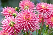 DAHLIA KILBURN FIESTA