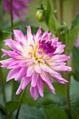 DAHLIA HAPET IDEAL