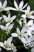 ORNITHOGALUM UMBELLATUM STAR OF BETHLEHEM