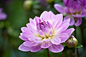 DAHLIA SANDY MELODY